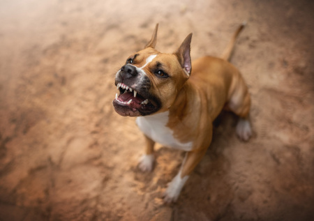 Жителю Петербурга пришлось выплатить 60 тыс. рублей за нападение собаки