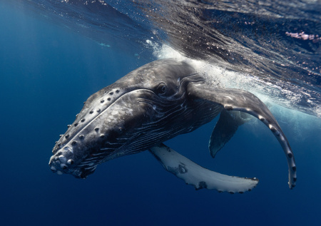 Застрявший на Балтике кит Тимми внезапно ожил и начал бить фонтаном