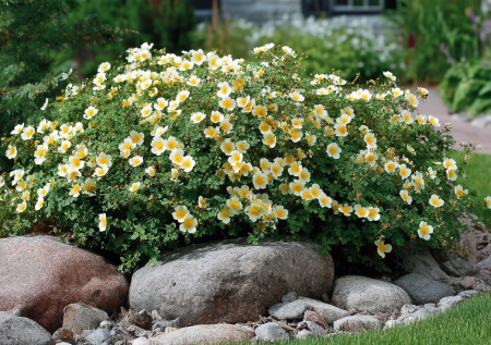 Не требует полива и стрижется в любую форму: растет в условиях средней полосы и даже Сибири