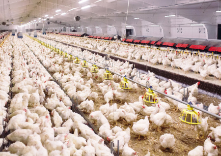 Россиян оставили без мяса? Почему в магазинах нет курицы, при чем тут Китай
