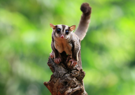 Новое тропическое животное появилось в Московском зоопарке