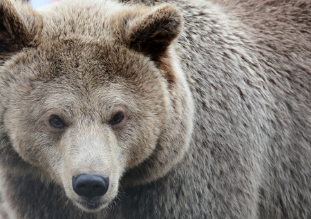 Двое военных пострадали в схватке с бурым медведем