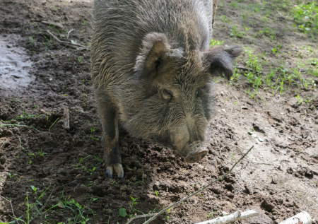 В Германии за 2025 год отстрелили 3 тыс. радиоактивных кабанов