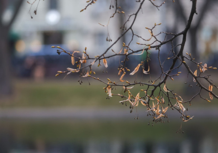 Мальчик застрял на дереве высотой с пятиэтажку
