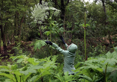 Сорняк-убийца: борщевик оккупирует огороды — чем опасен, как избавиться