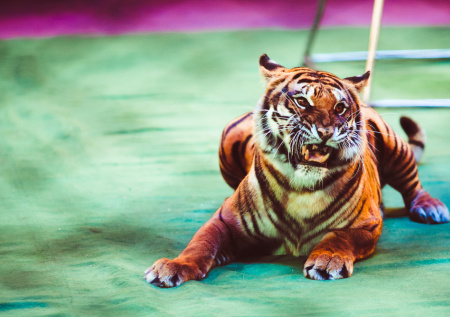 Цирковое выступление в российском городе закончилось побегом тигра