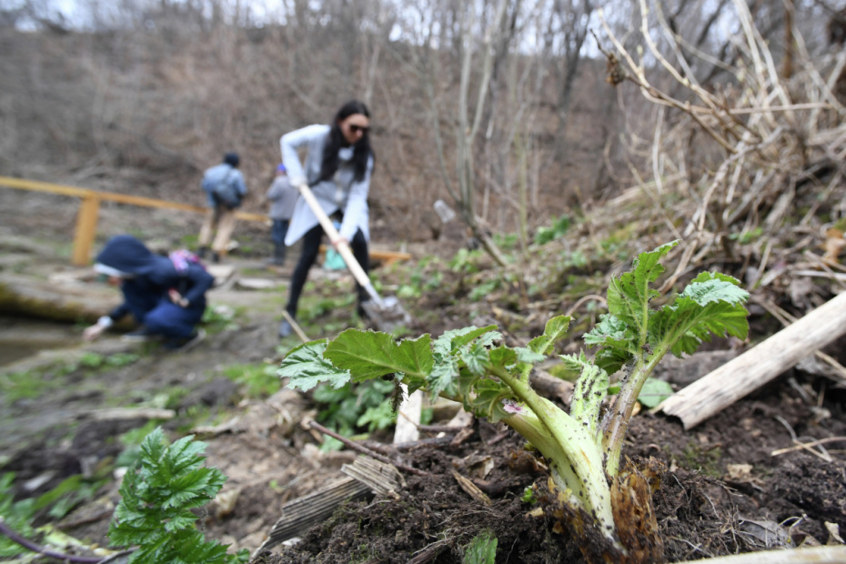 Участники субботника по борьбе с борщевиком на особо охраняемой природной территории (ООПТ) «Русско-Немецкая Швейцария» в Казани