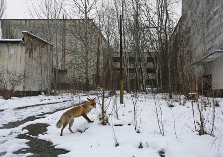 Ученый поставил точку в споре о мутантах возле Чернобыльской АЭС
