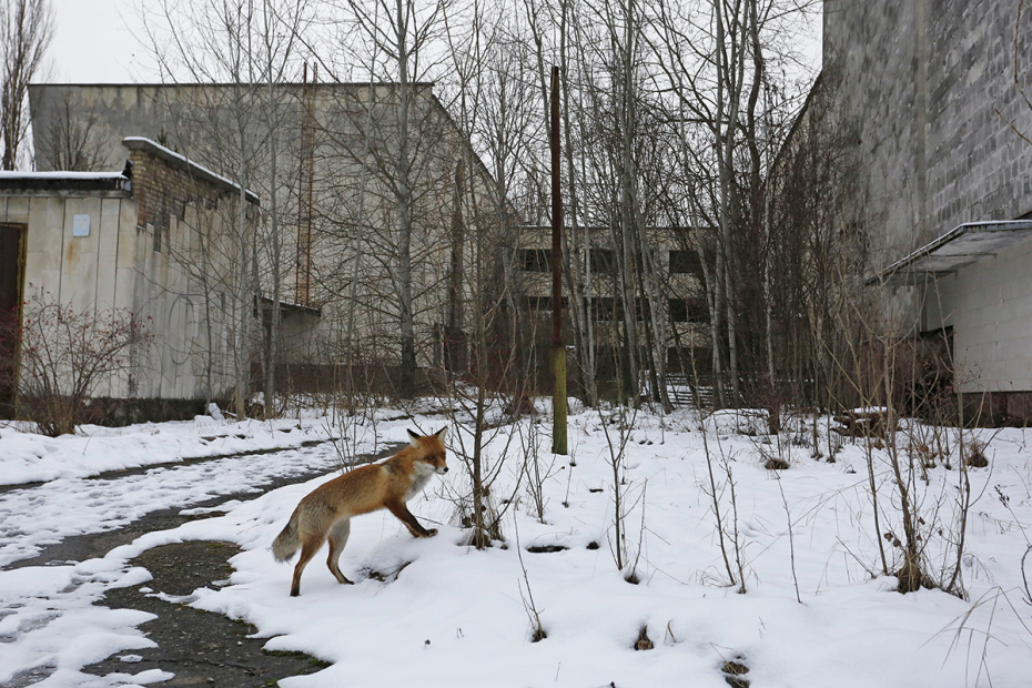 Дикая лиса в Припяти