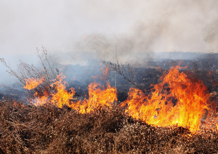 Необитаемый остров сгорел в Финляндии