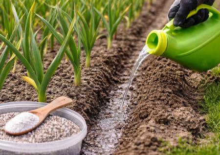 Чеснок будет с кулак: главная весенняя подкормка — залог богатого урожая