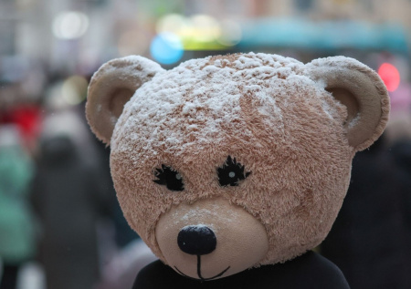 Аферисты из США переоделись в медведей ради страховки на машины