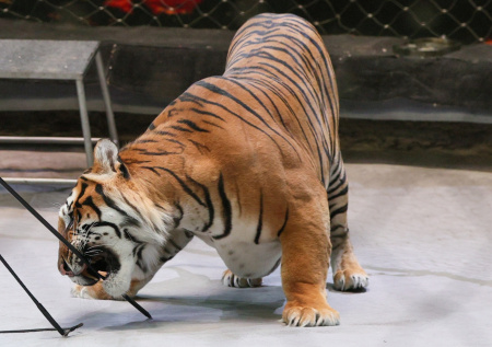 Стала известна судьба сбежавшей из цирка тигрицы