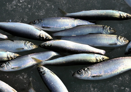 Российский регион накрыл «селедочный апокалипсис»