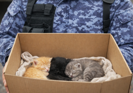 Росгвардейцы спасли замерзающих котят в Подмосковье