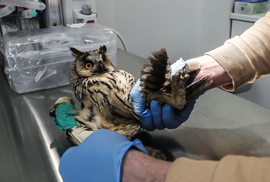 Ушастая сова на осмотре ветеринара