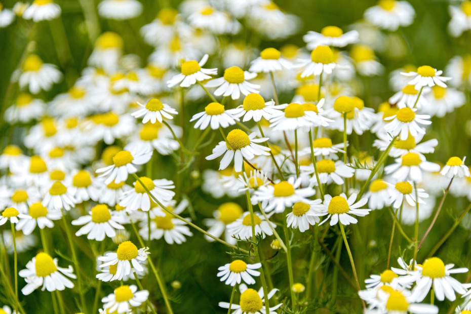 Ромашка аптечная