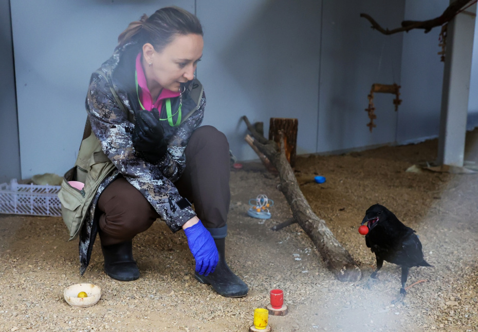 Сотрудник дрессирует ворона из центра восстановления и адаптации птиц