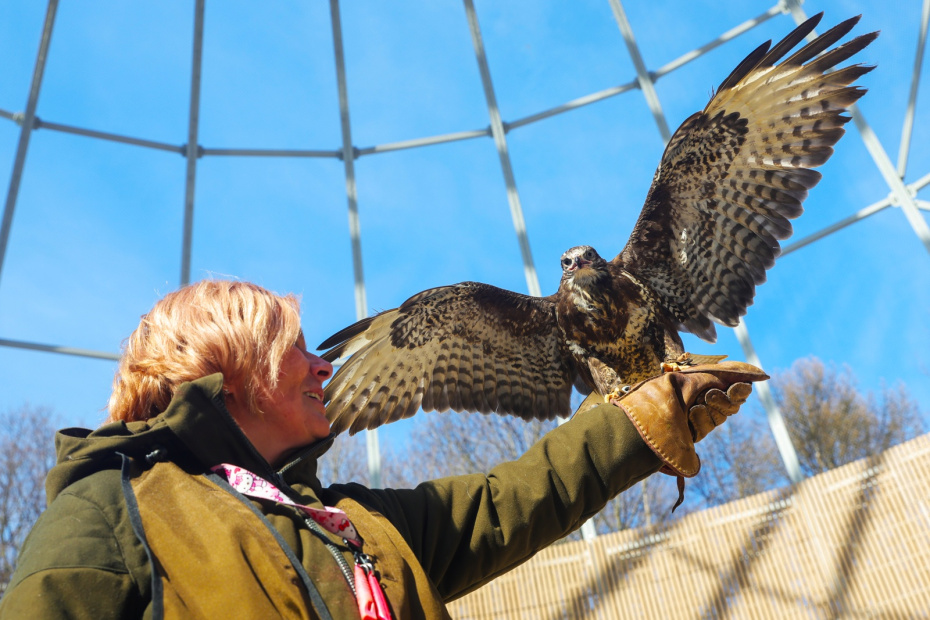 Работа с хищными птицами из центра восстановления и адаптации птиц