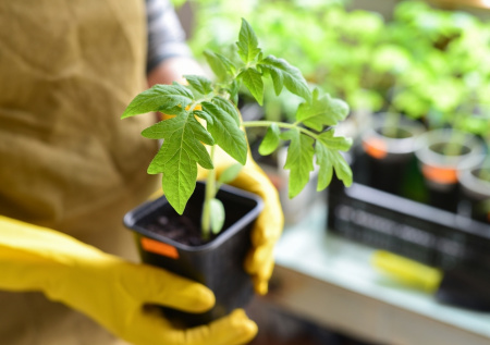 Садовод объяснила, как подготовить рассаду