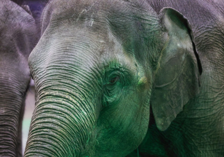 Слониха затоптала совладельца сафари-парка насмерть