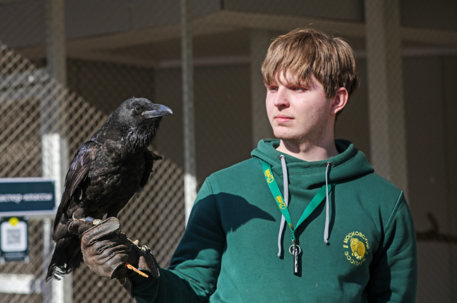 Сотрудник с вороном из центра восстановления и адаптации птиц