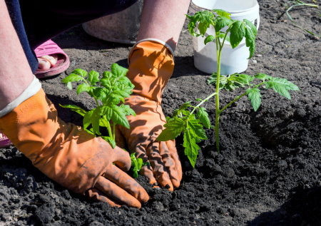 Не упустите момент: что сажают в открытый грунт в Подмосковье весной