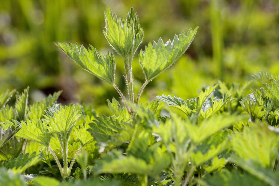 Крапива двудомная
