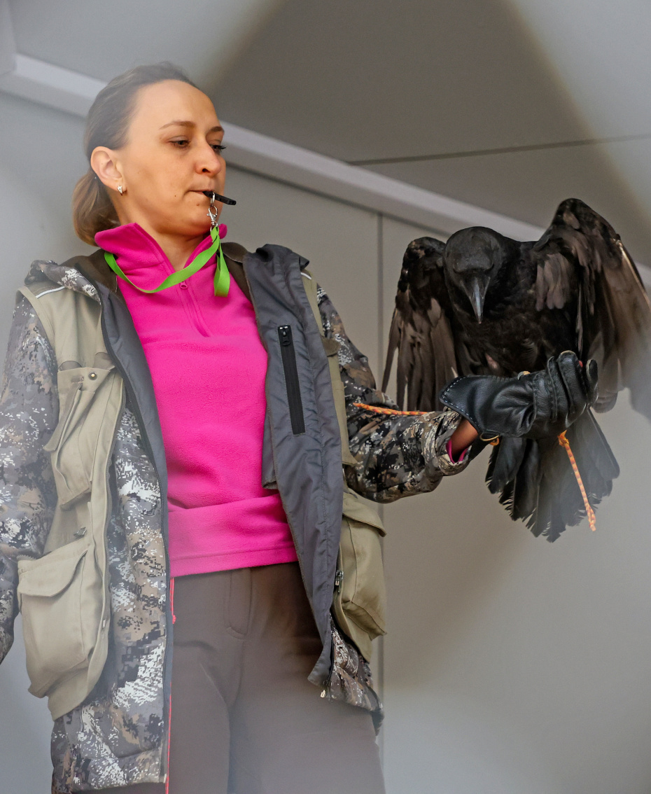 Сотрудник дрессирует ворона из центра восстановления и адаптации птиц