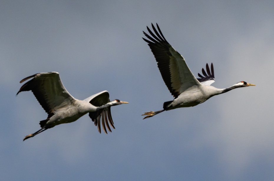 Радоница: православный праздник в 2026 году в России — традиции, обычаи