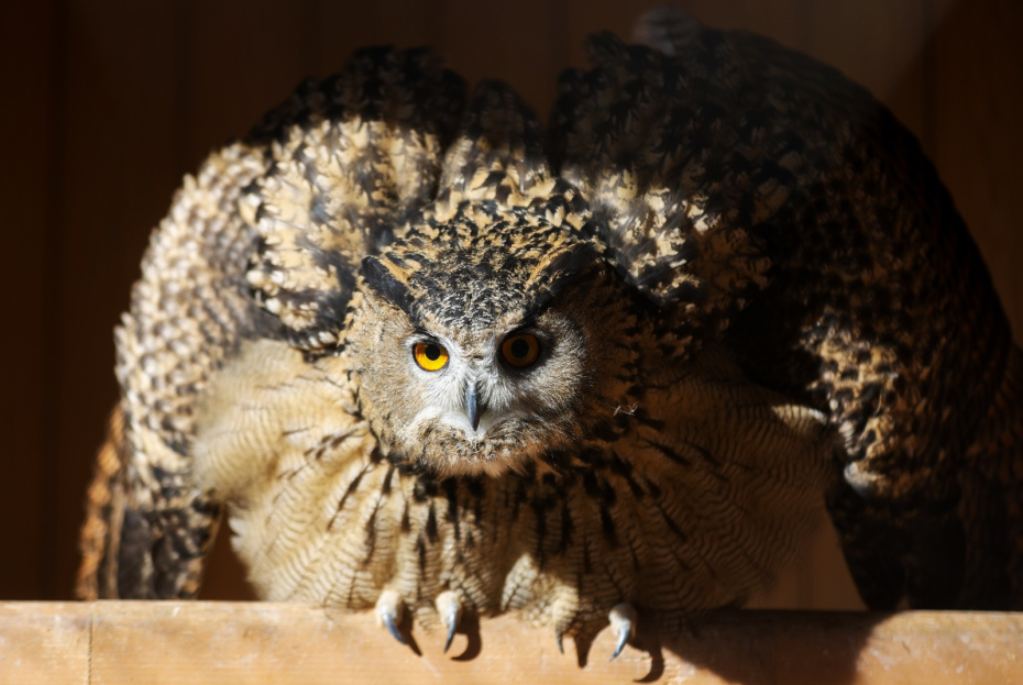 Филин из центра восстановления и адаптации птиц