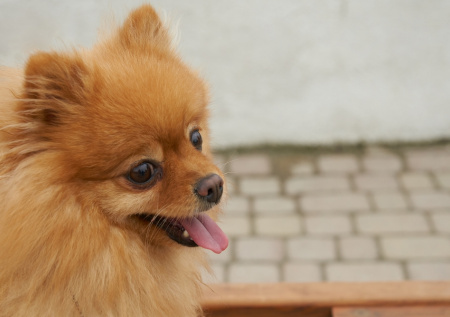 В полицию Японии впервые поступил на службу необычный сотрудник