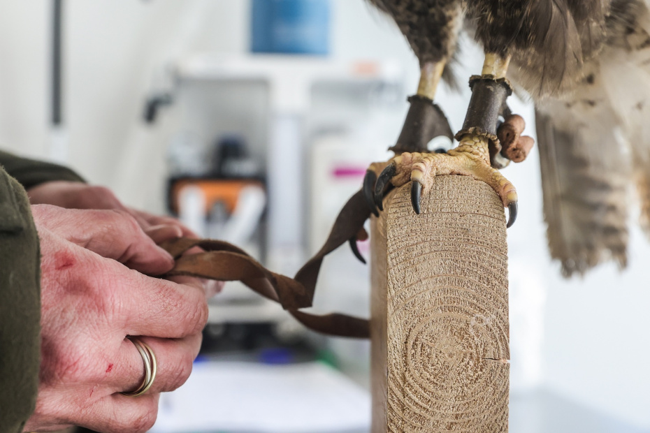 Сотрудник с хищной птицей из центра восстановления и адаптации птиц