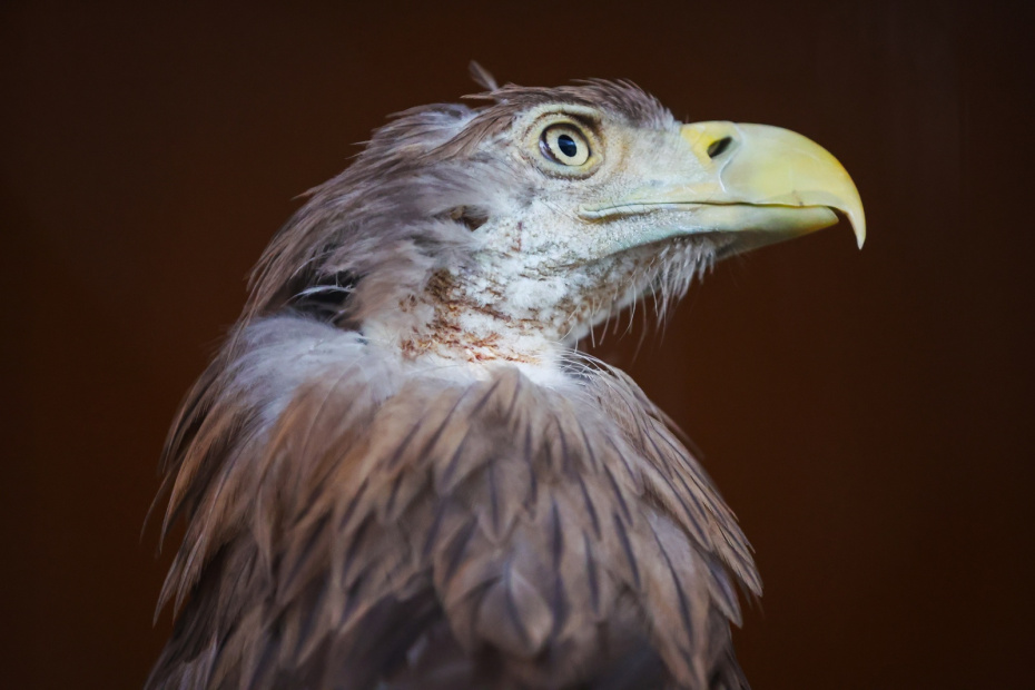 Орлан Аркадий