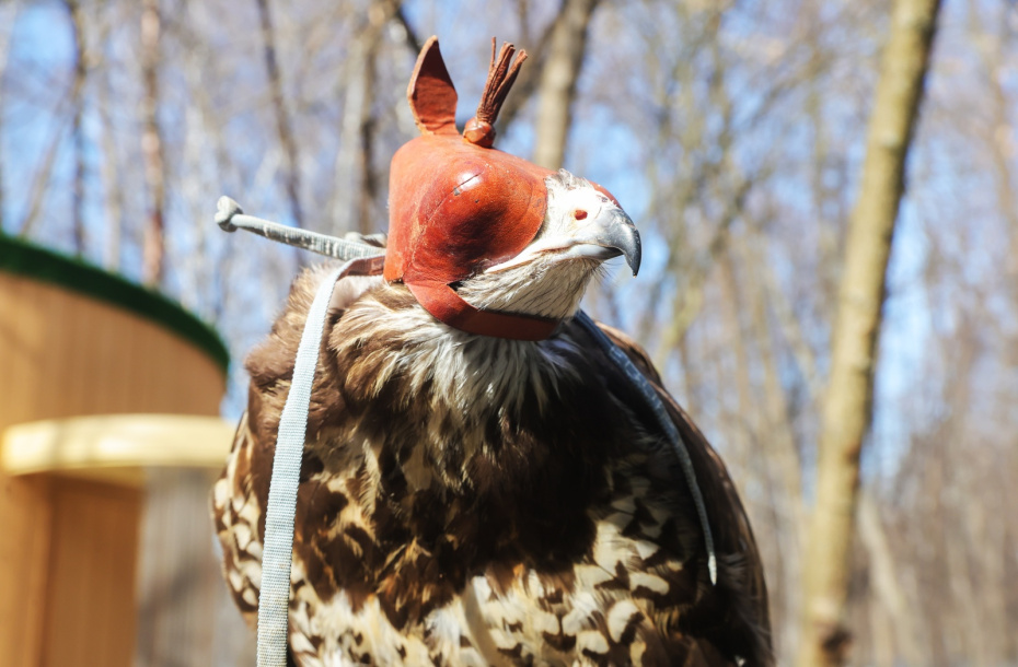 Сокол в клобуке из центра восстановления и адаптации птиц