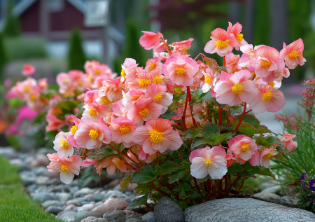 Сажаю кустик в мае — в июле уже шары из розовых цветов: без формовки — сбрасывает все лишнее сам