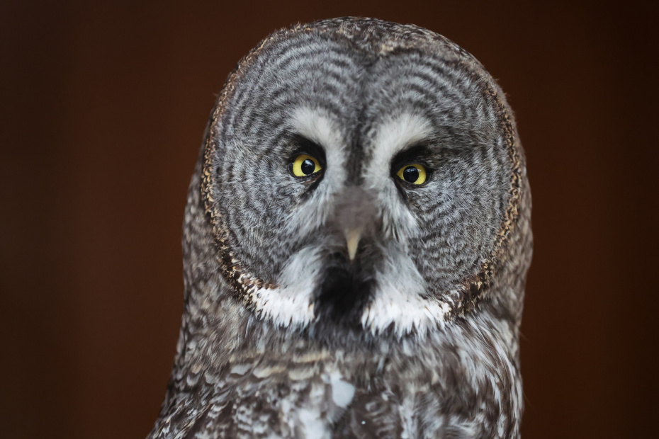 Бородатая неясыть из центра восстановления и адаптации птиц