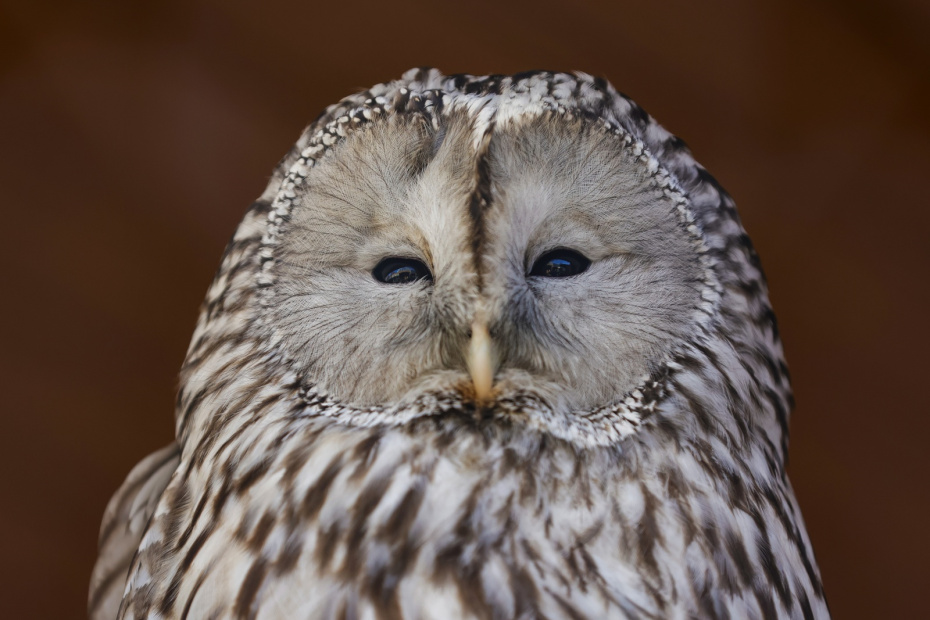 Диннохвостая нееясыть из центра восстановления и адаптации птиц