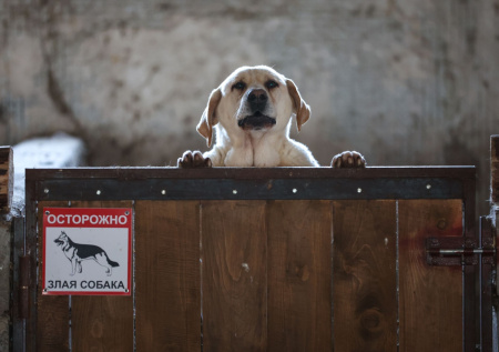 Дачникам раскрыли, что делать после нападения соседской собаки на питомца