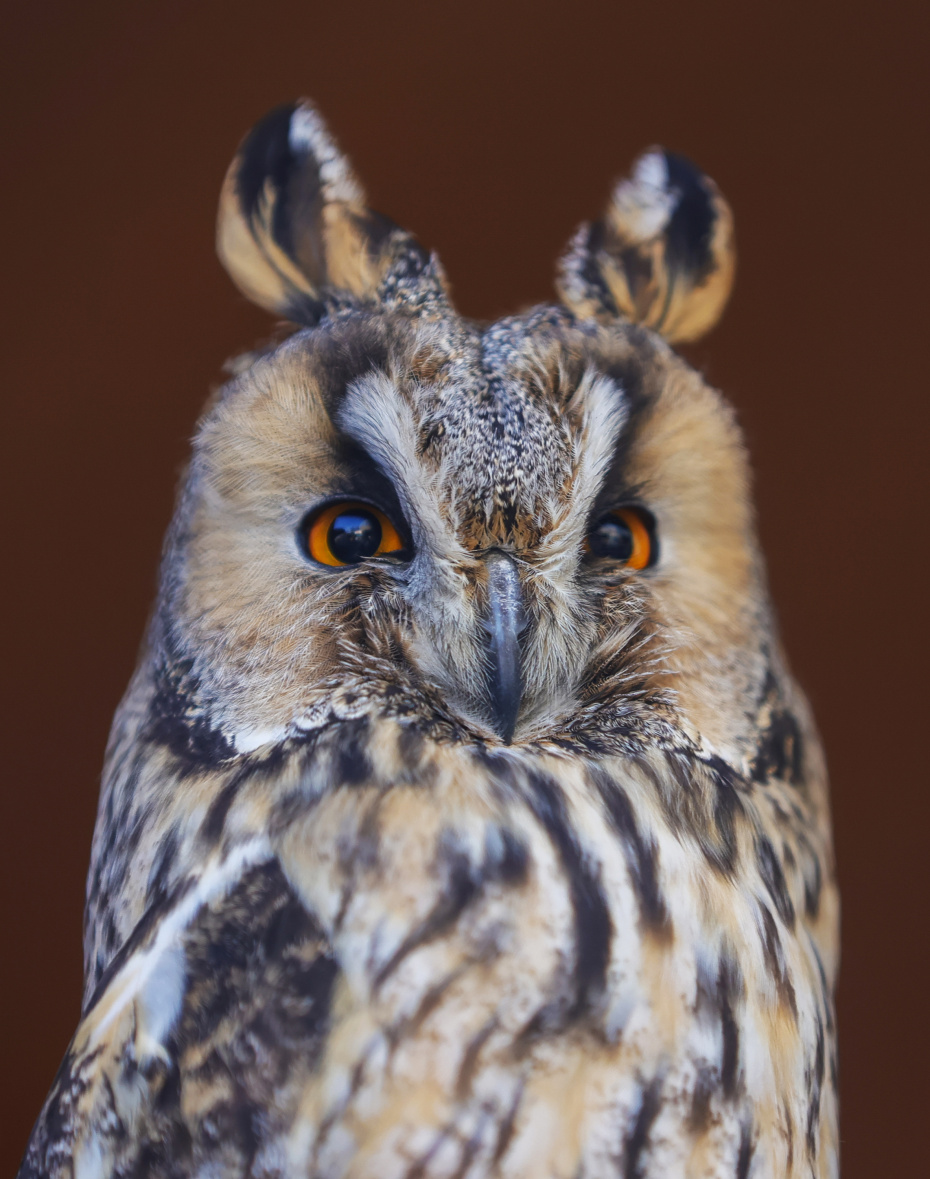 Ушастая сова из центра восстановления и адаптации птиц