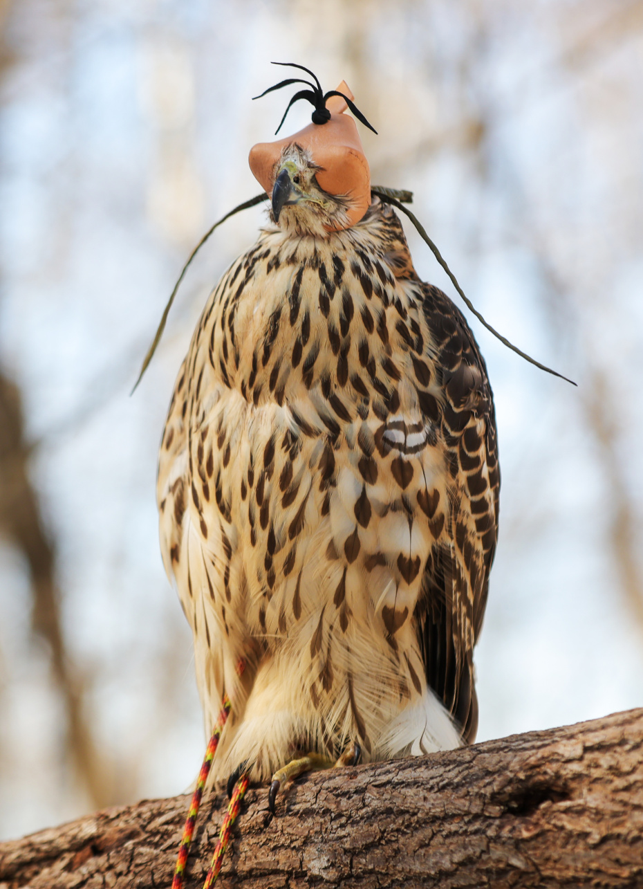 Сокол в клобуке из центра восстановления и адаптации птиц