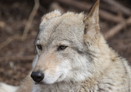 Гиды спасли жизнь перебитому волку в Карачаево-Черкесии
