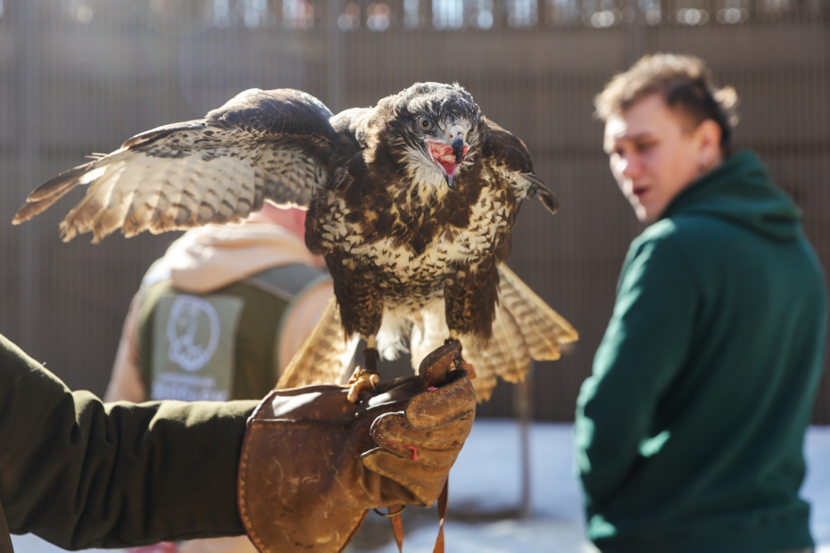 Хищная птица на дрессировке в центре восстановления и адаптации птиц