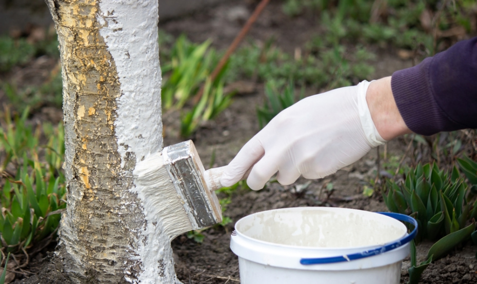 Белить или не белить деревья весной: разрешаем вечный спор садоводов