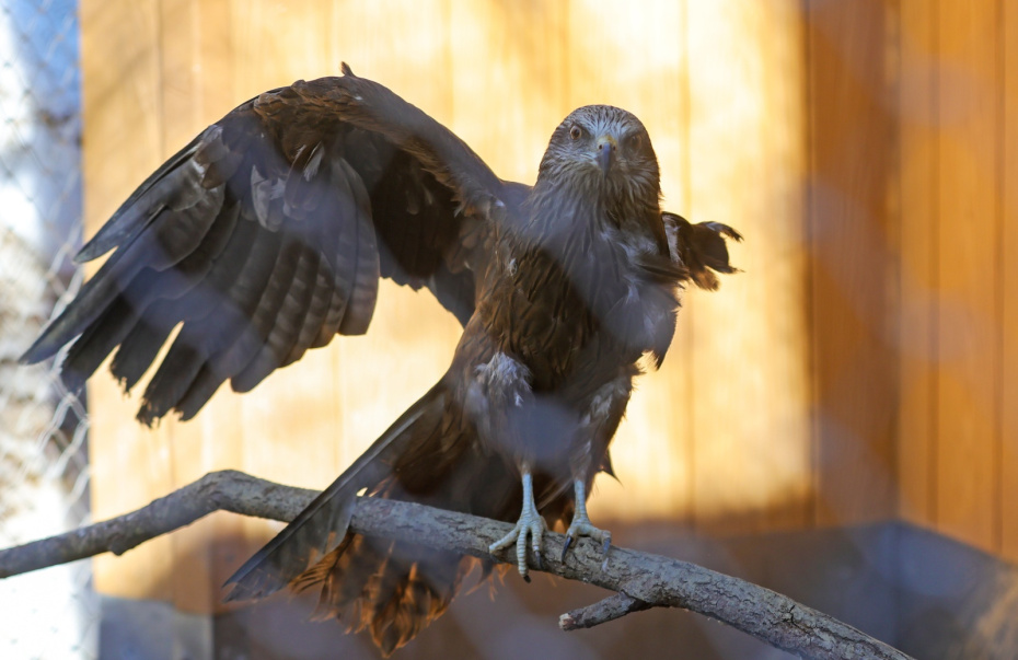Коршун из центра восстановления и адаптации птиц