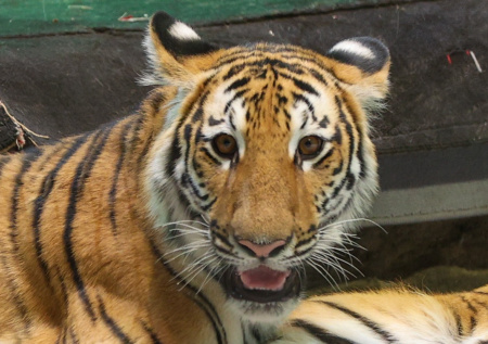 ВСУ атаковали реабилитационный центр для хищников в Запорожской области