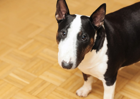 Ветеринары спасли собаку, съевшую средства женской гигиены