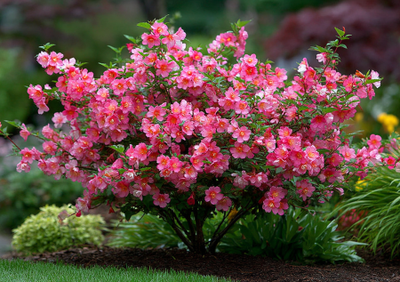 Розовый, красный или белый фонтан, осыпанный розочками от основания до кончиков веток: чудо-куст