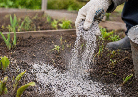 4 правила золы для подкормки — и ошибка, из-за которой урожай «стоит» на месте