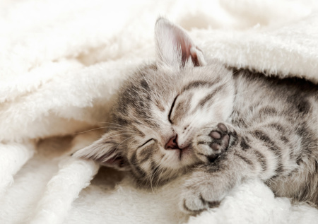 Кошатникам объяснили, почему питомцы ночью спят мордочкой к хозяину